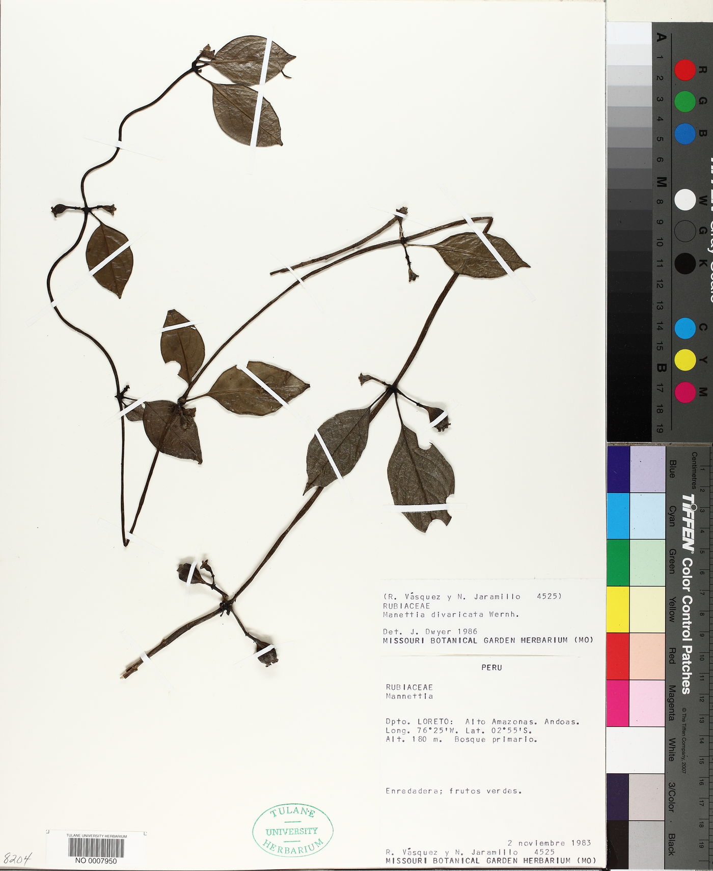 Manettia divaricata image