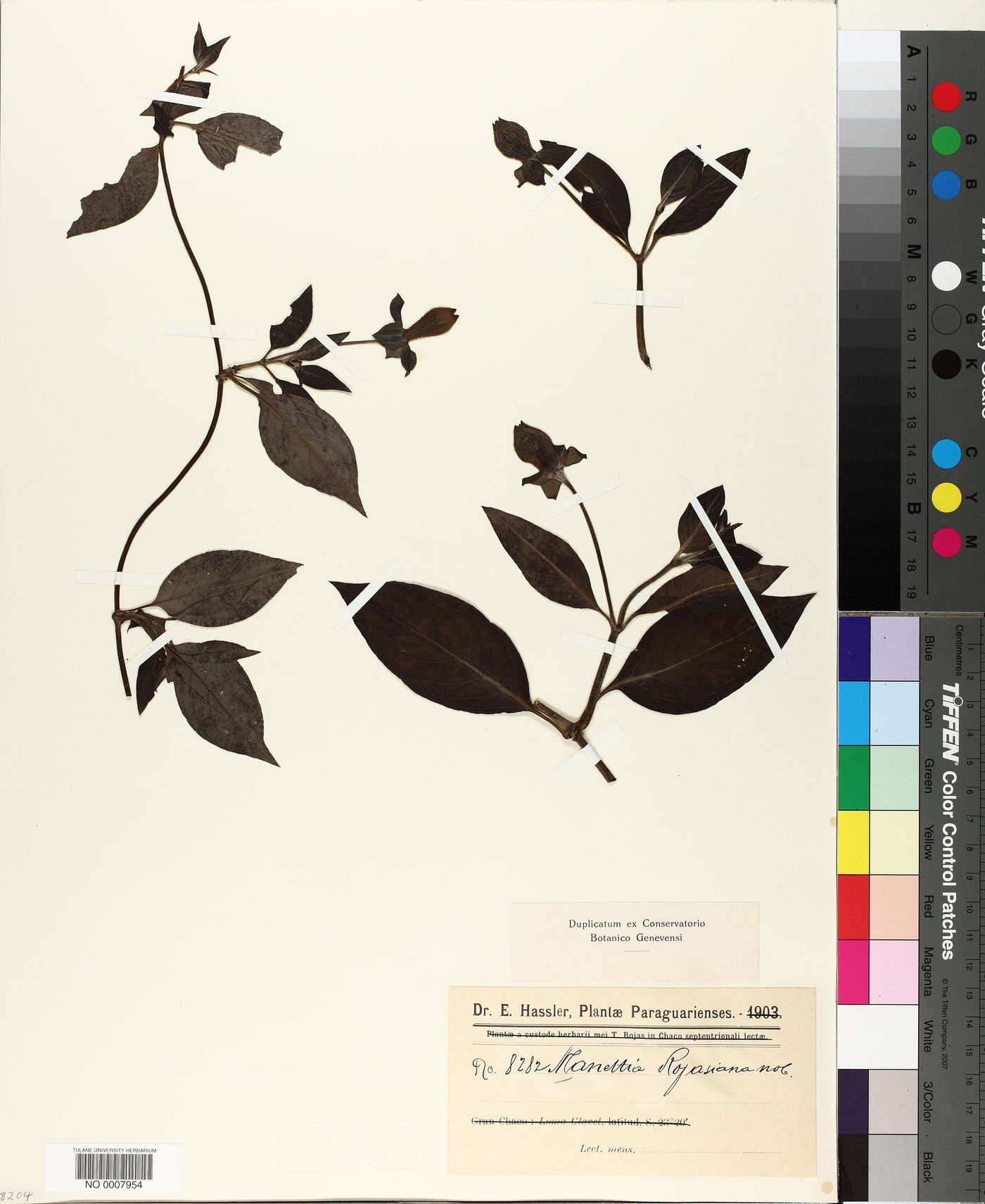 Manettia rojasiana image