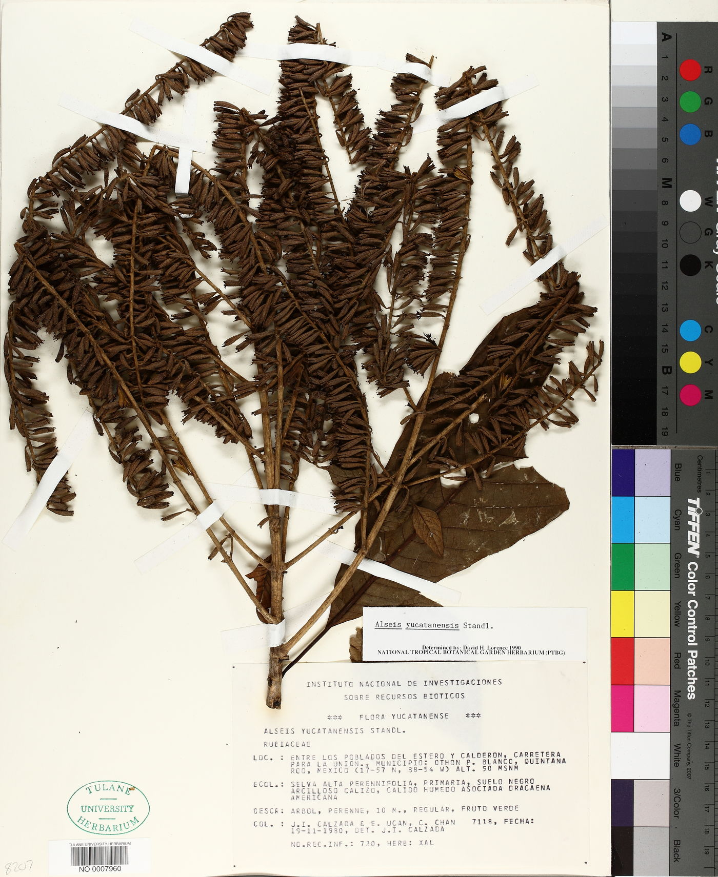 Alseis yucatanensis image