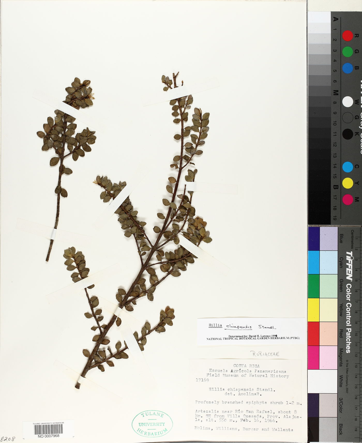 Hillia panamensis image