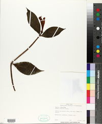 Hillia triflora image