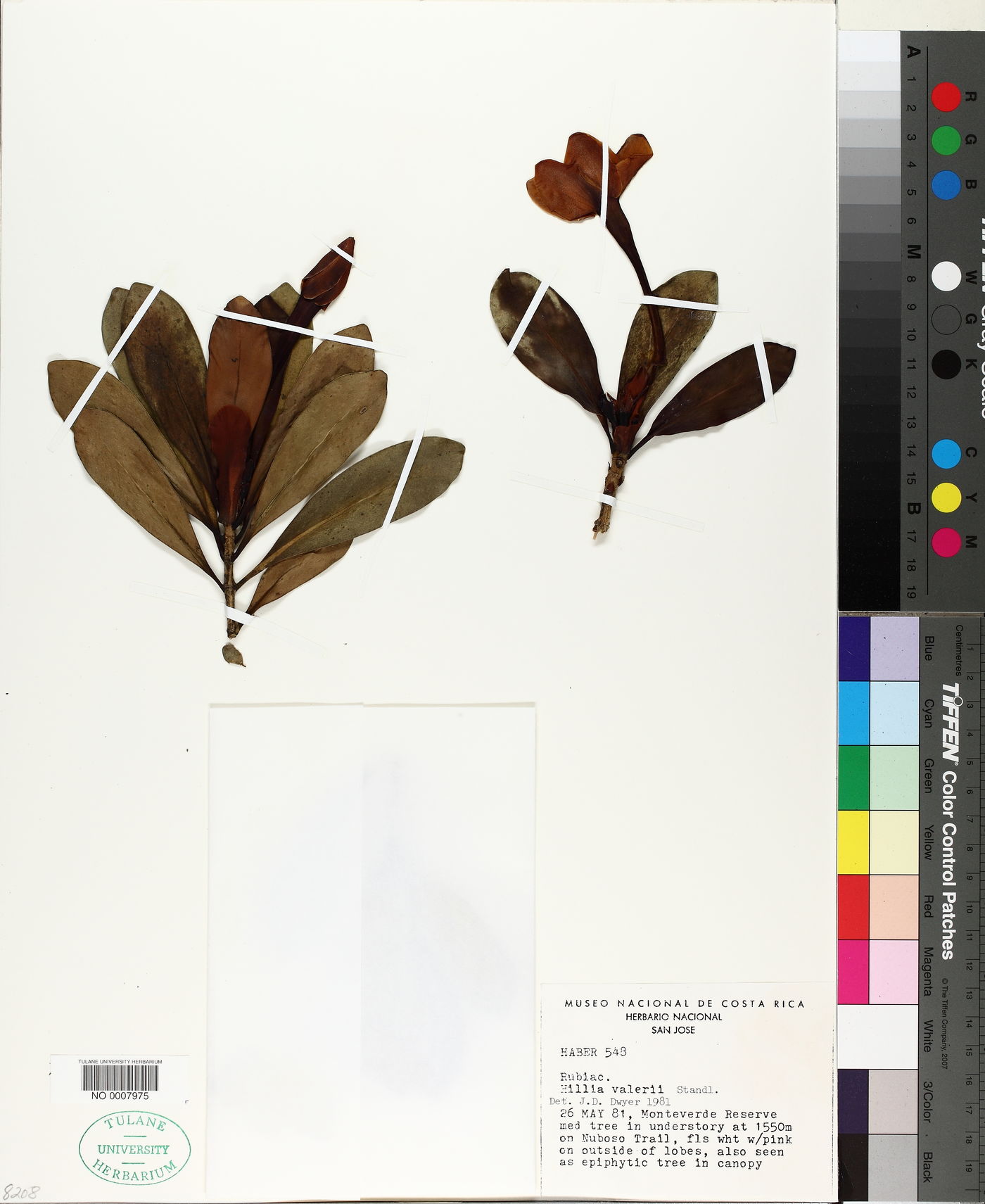 Cosmibuena valerioi image
