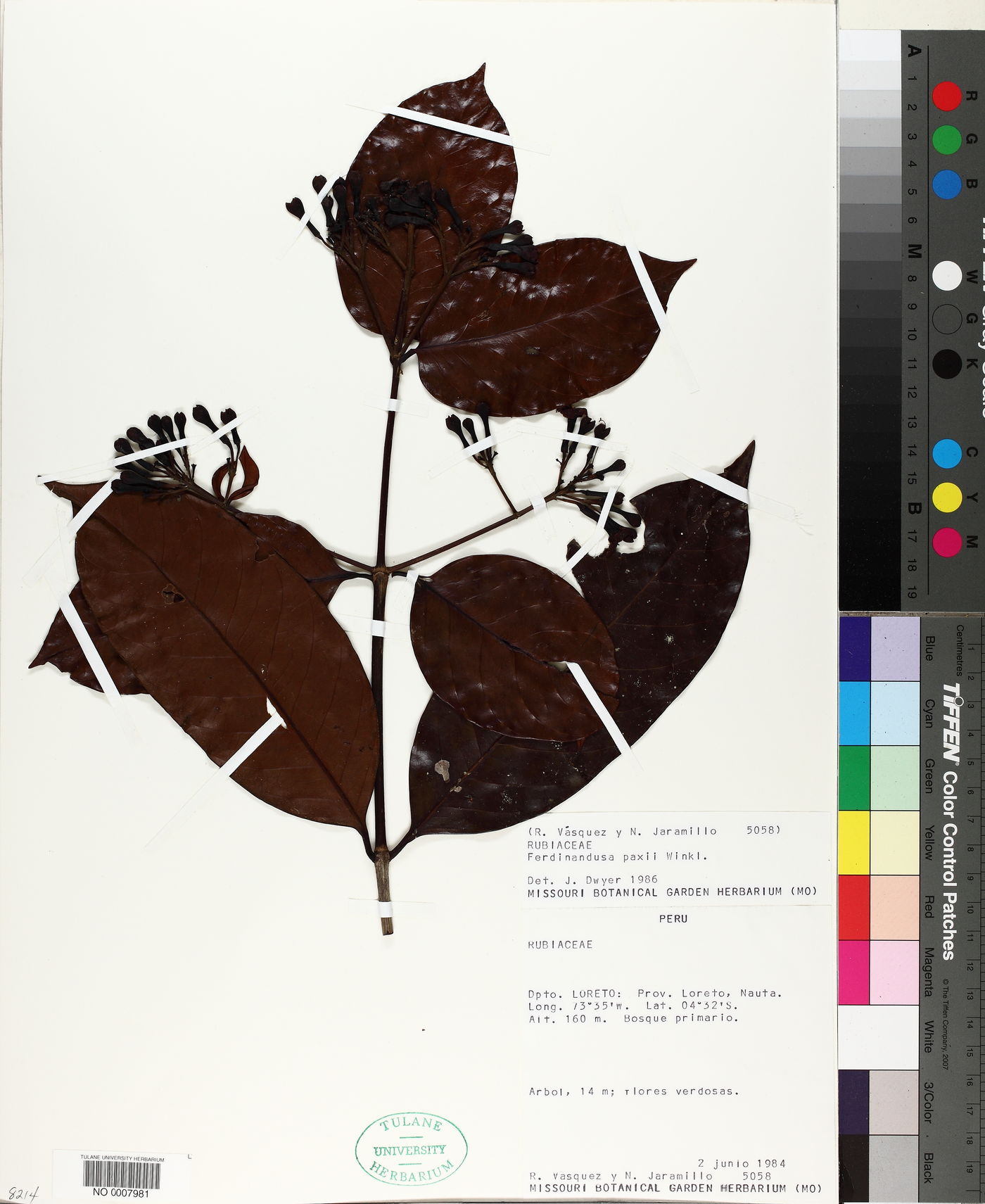 Ferdinandusa chlorantha image