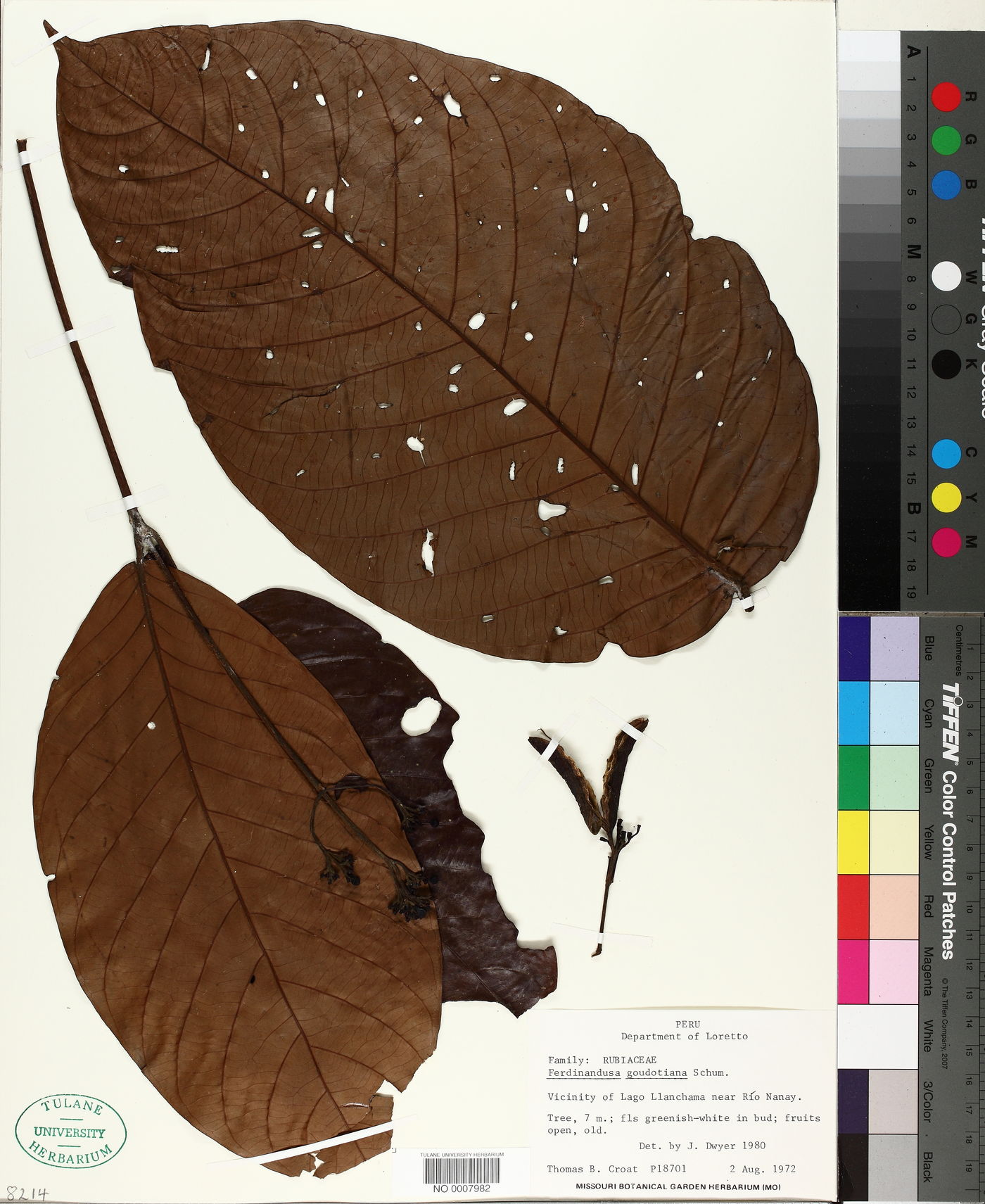 Ferdinandusa goudotiana image