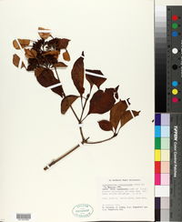 Calycophyllum candidissimum image