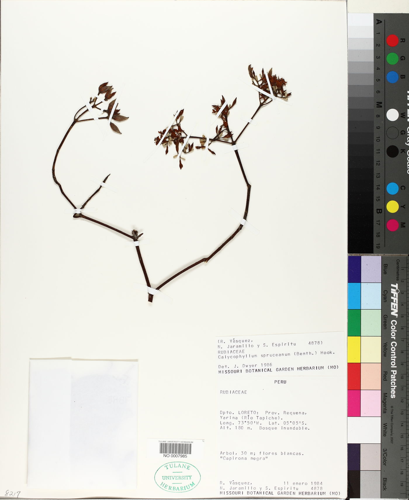 Calycophyllum spruceanum image