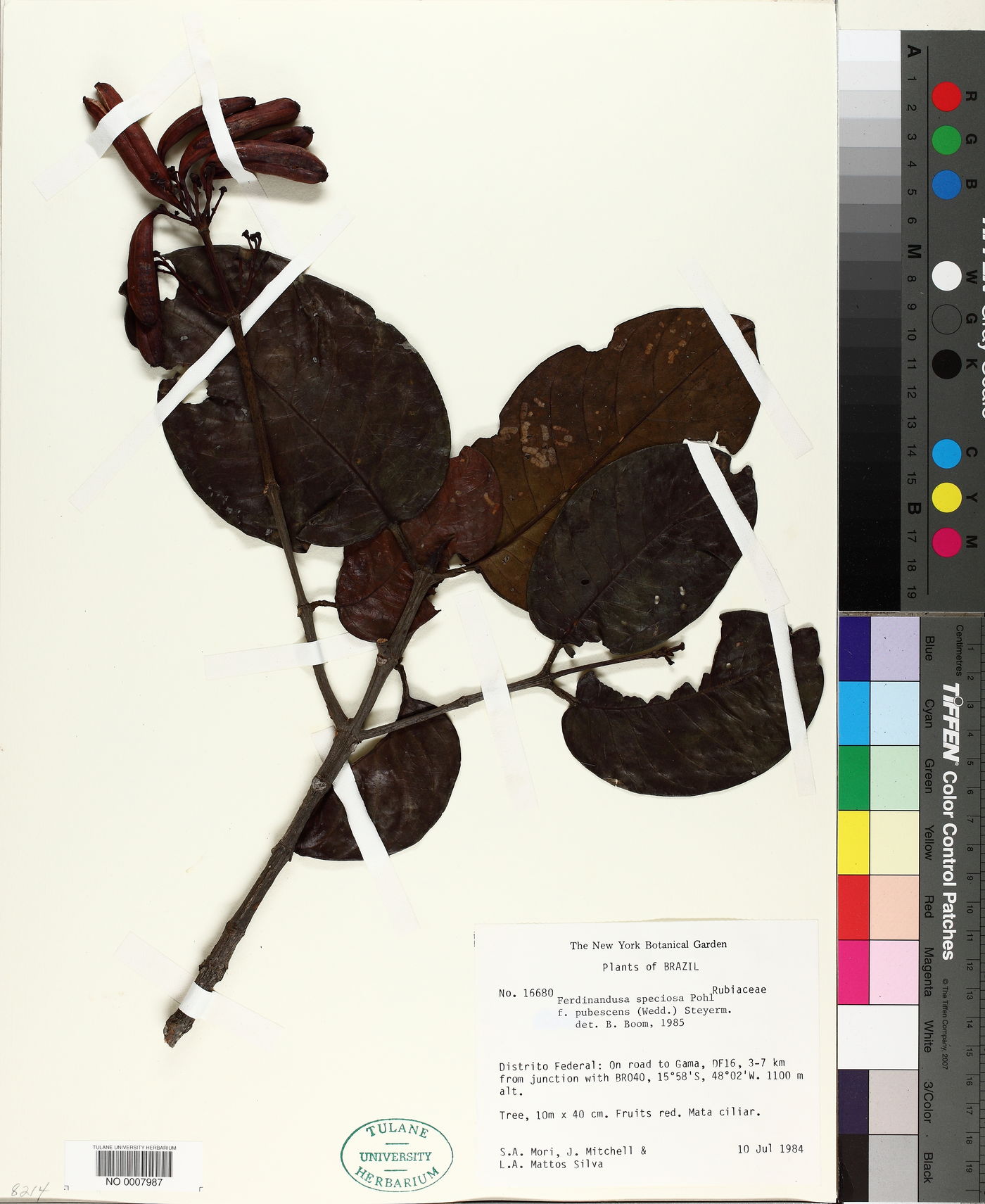 Ferdinandusa speciosa image