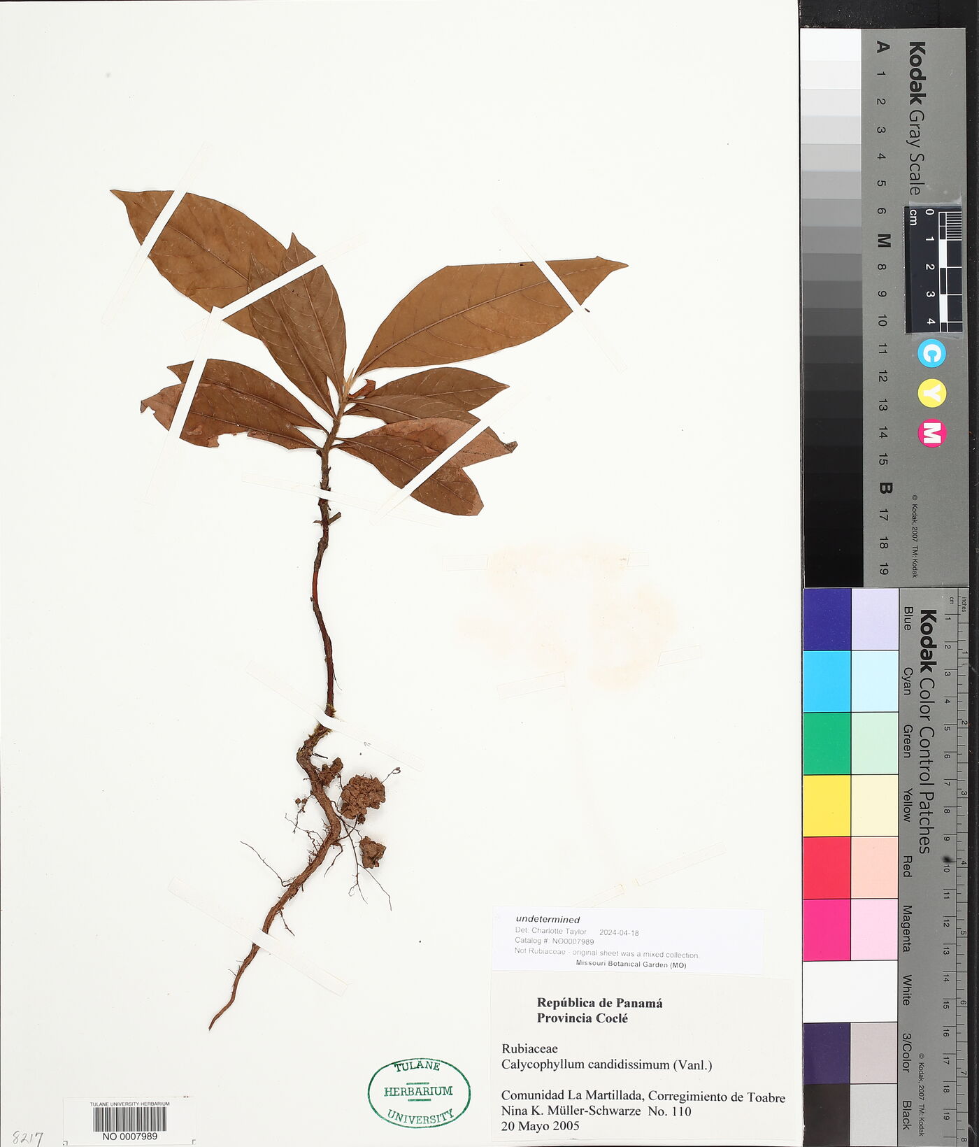 Calycophyllum image