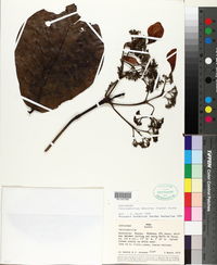 Image of Calycophyllum obovatum