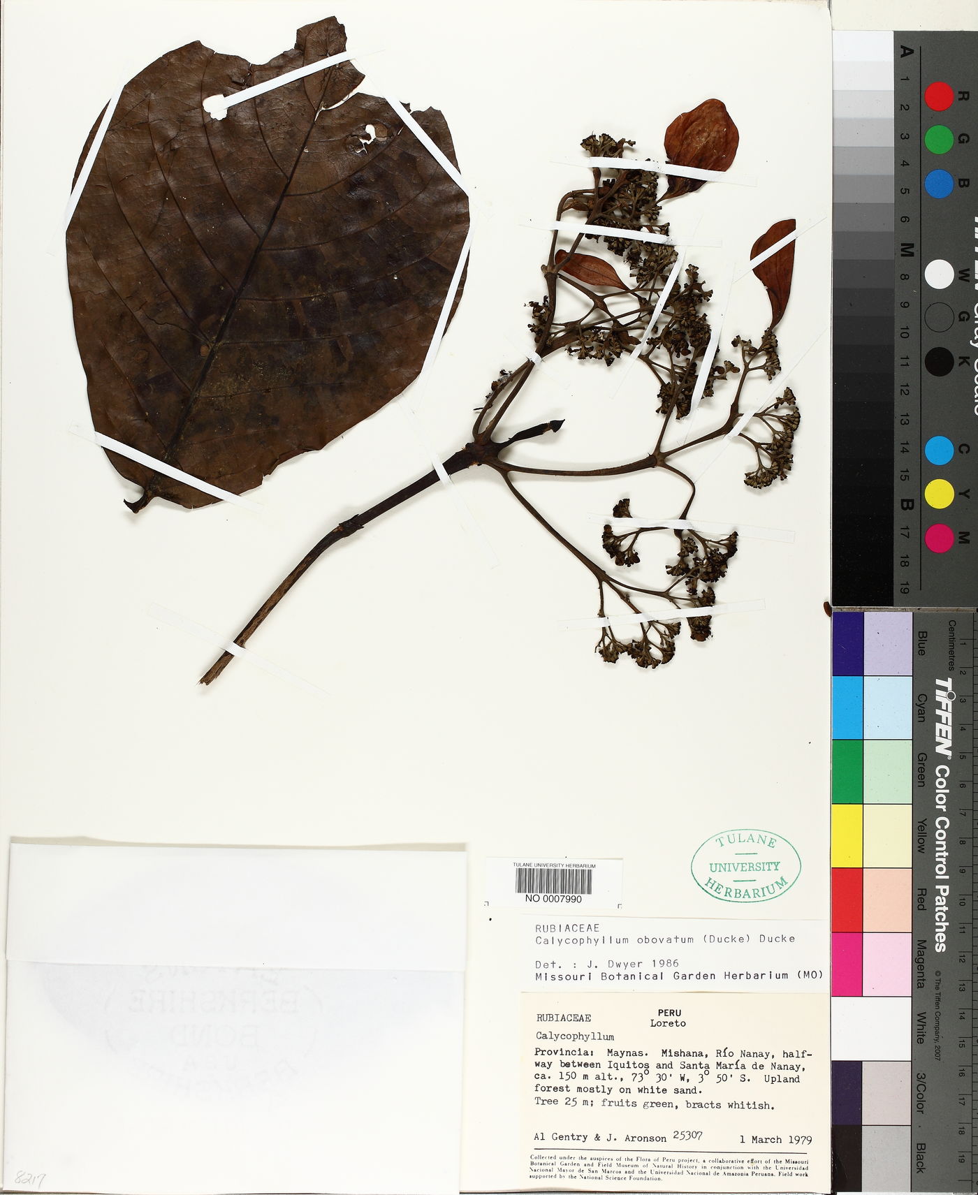Calycophyllum obovatum image