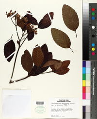Image of Calycophyllum spruceanum