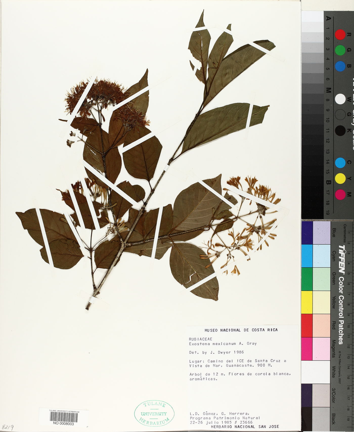 Exostema mexicanum image