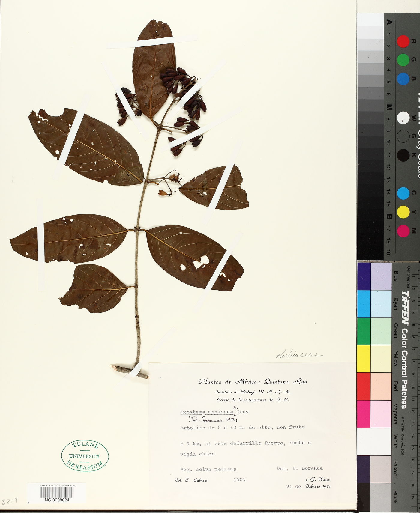 Exostema mexicanum image