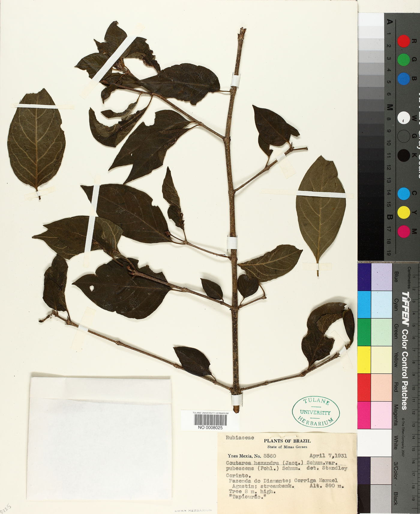 Coutarea hexandra image