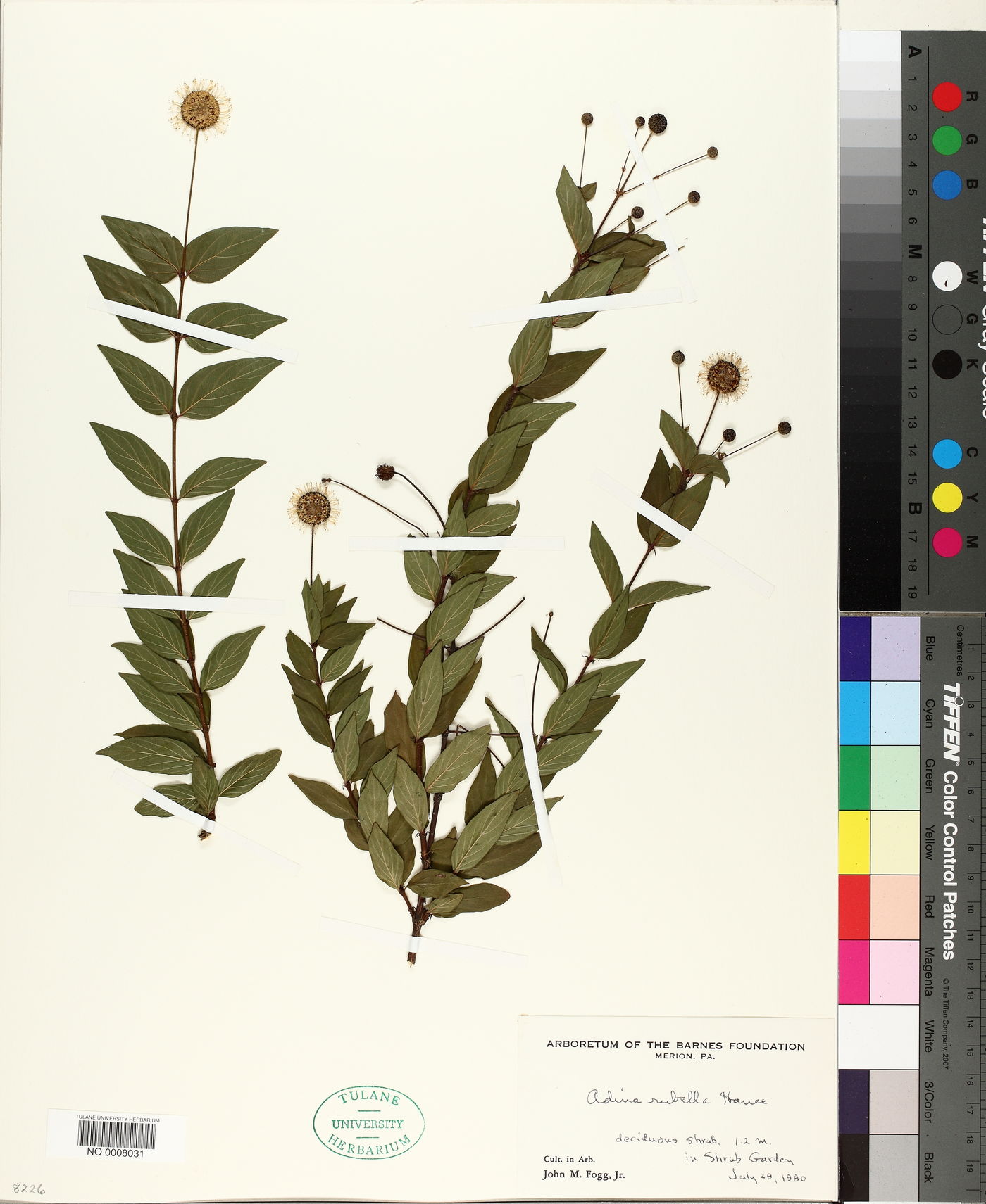 Adina rubella image