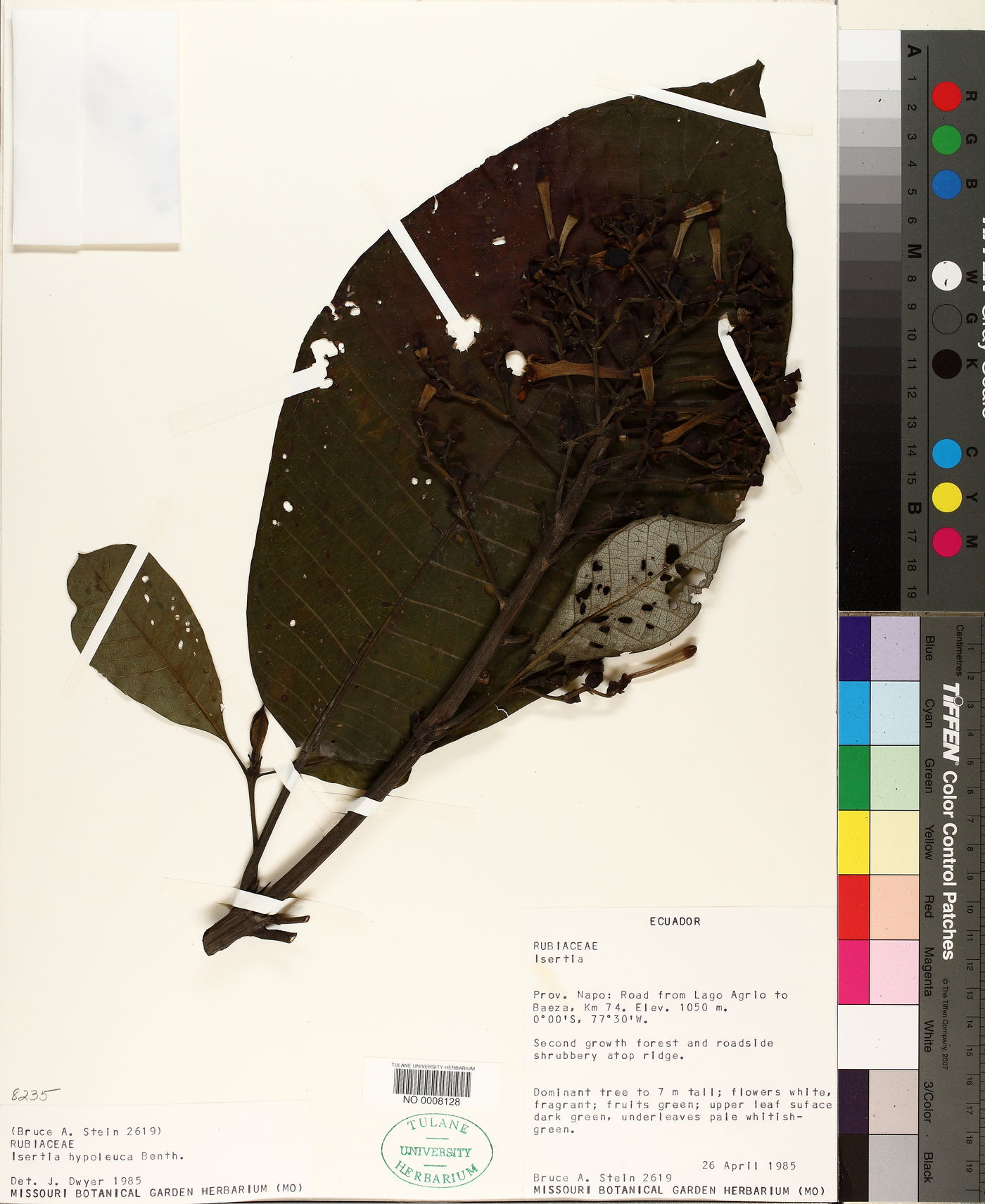 Isertia image