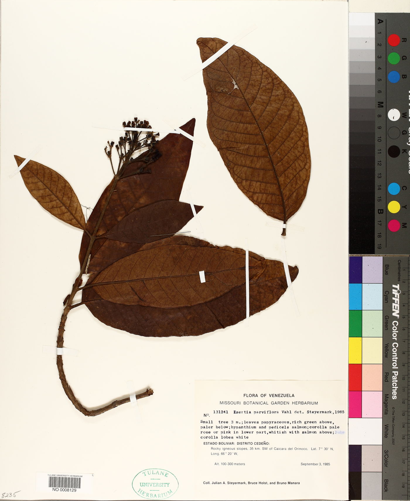 Isertia parviflora image