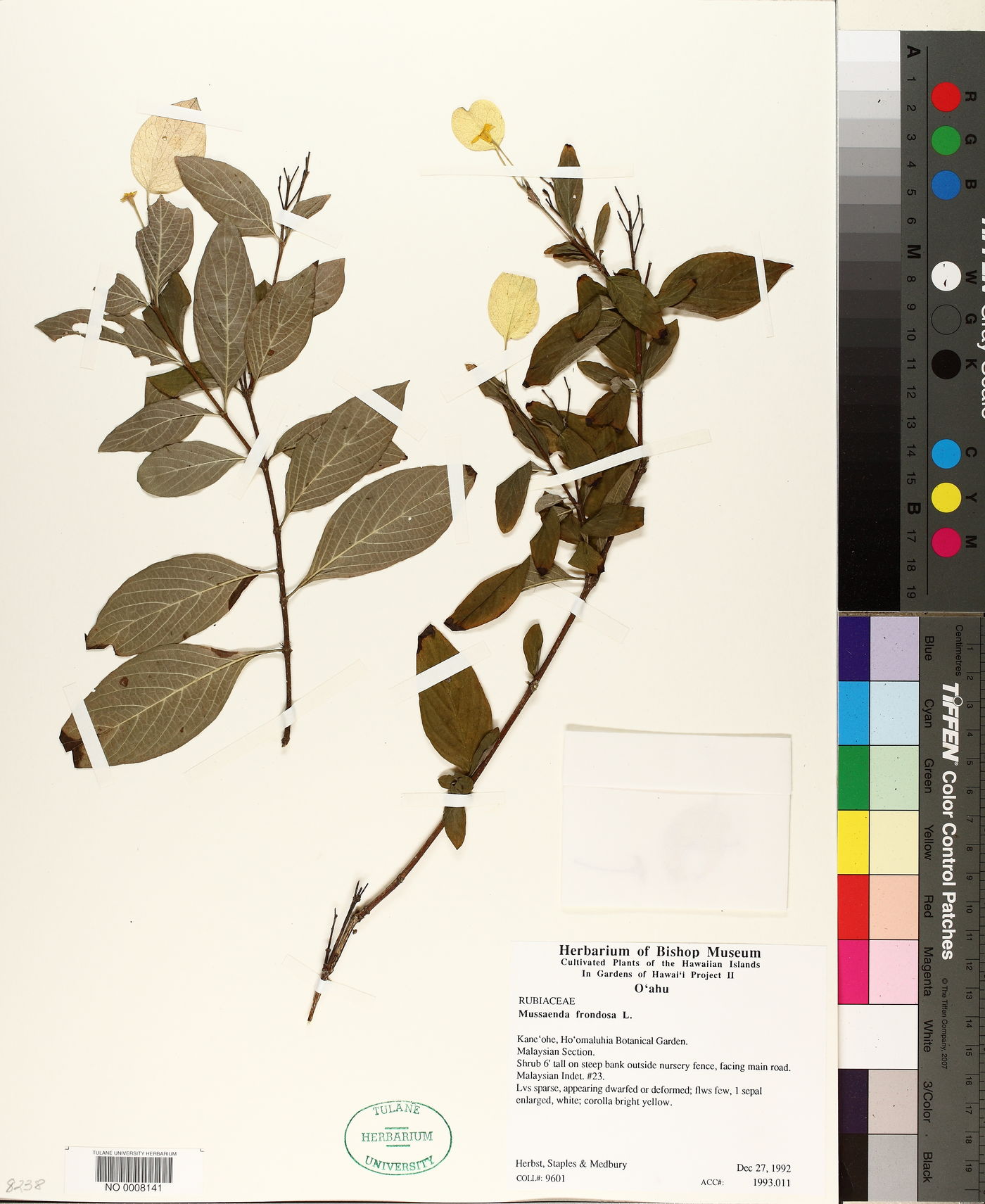 Mussaenda frondosa image