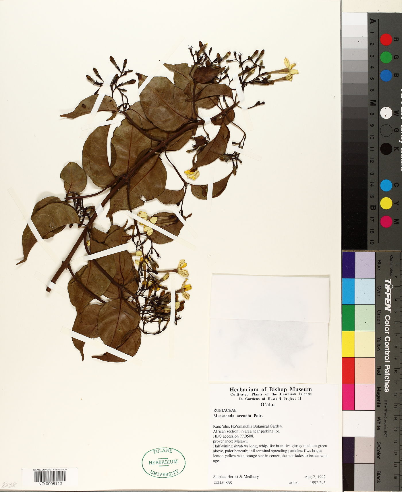 Mussaenda arcuata image