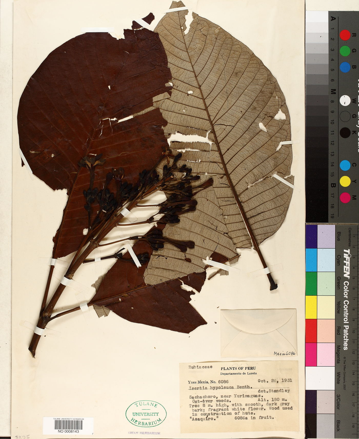 Isertia hypoleuca image