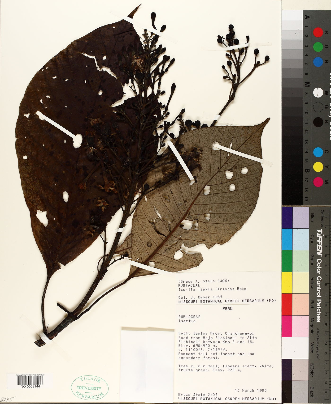Isertia laevis image