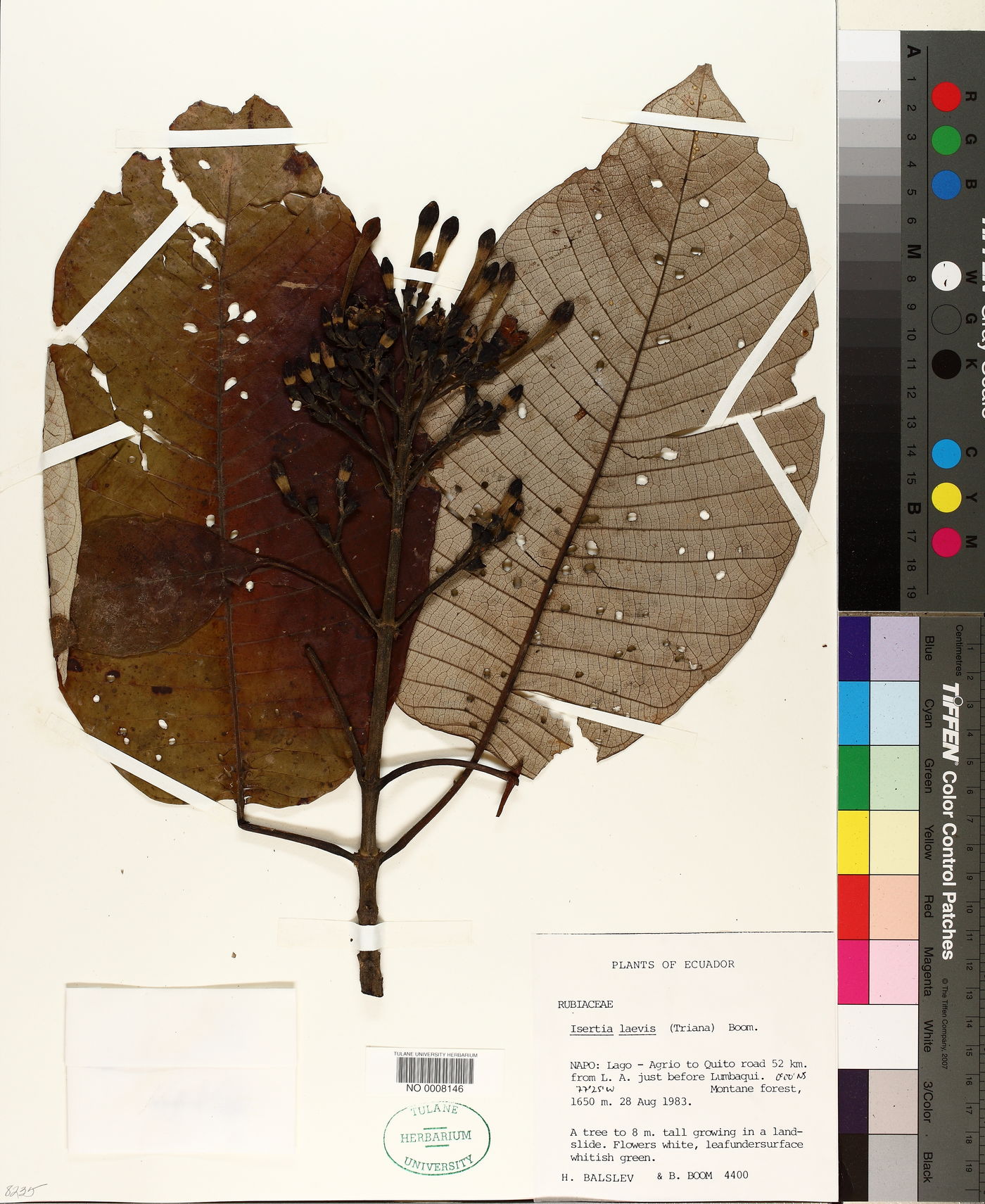 Isertia laevis image
