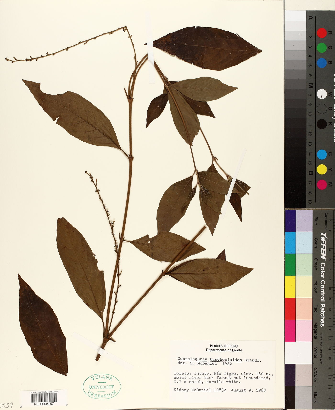 Gonzalagunia bunchosioides image