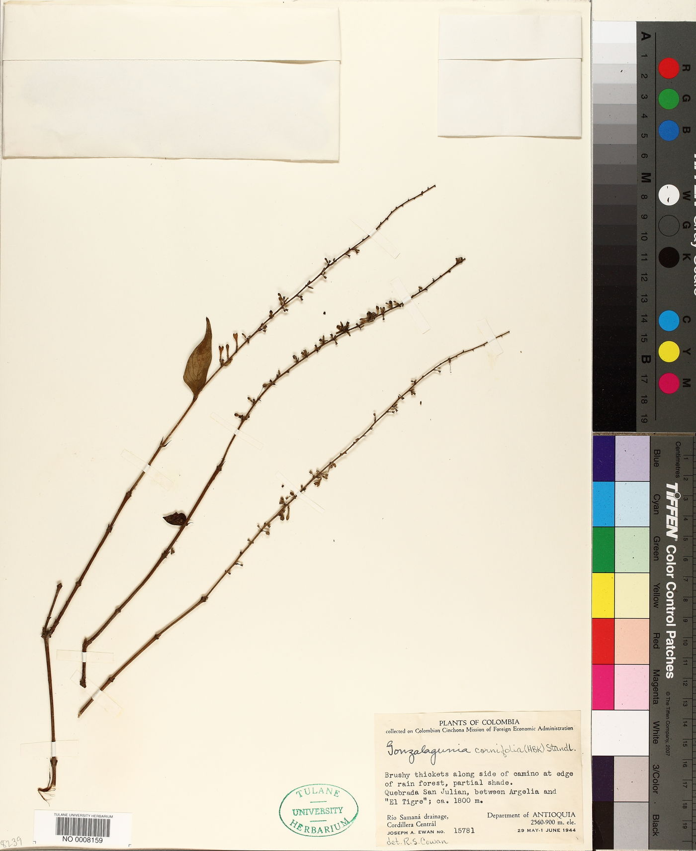 Gonzalagunia cornifolia image