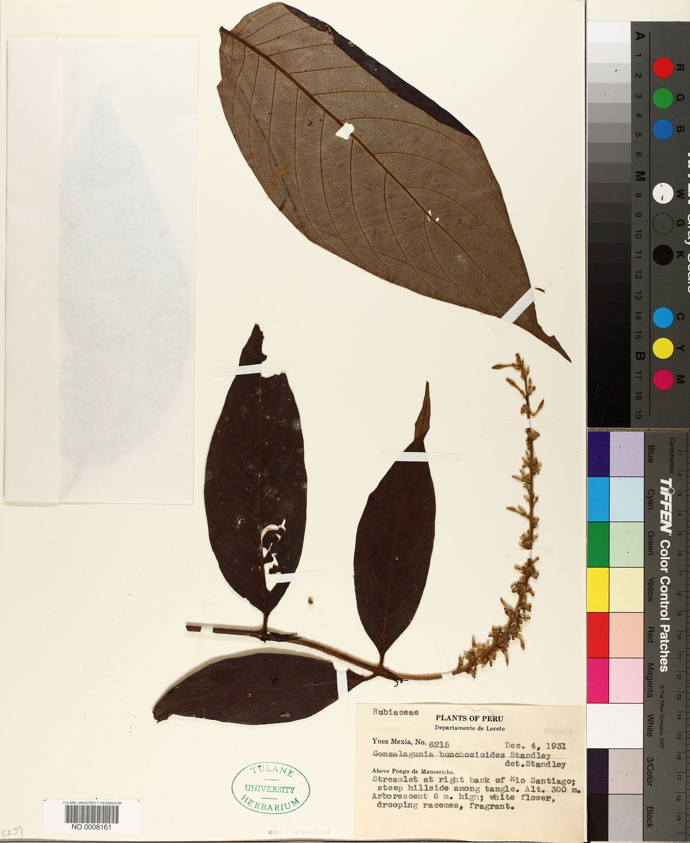 Gonzalagunia bunchosioides image