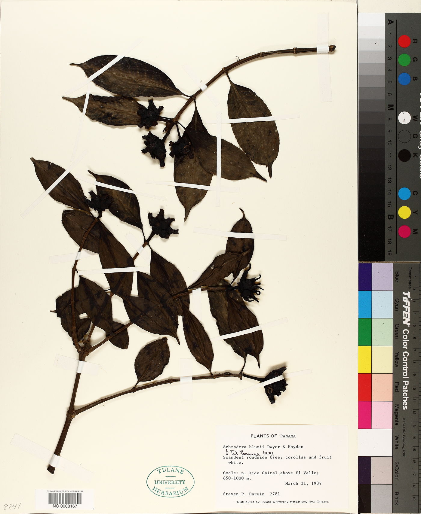 Schradera rotundata image