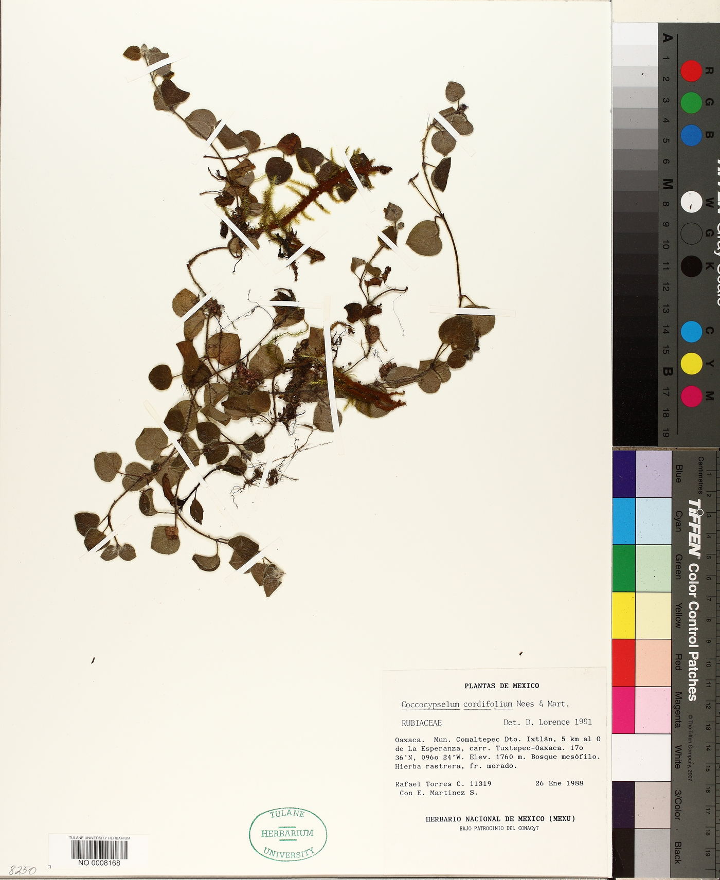 Coccocypselum cordifolium image