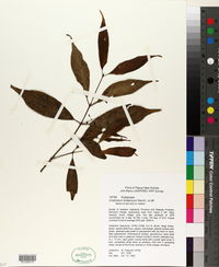 Image of Urophyllum britannicum