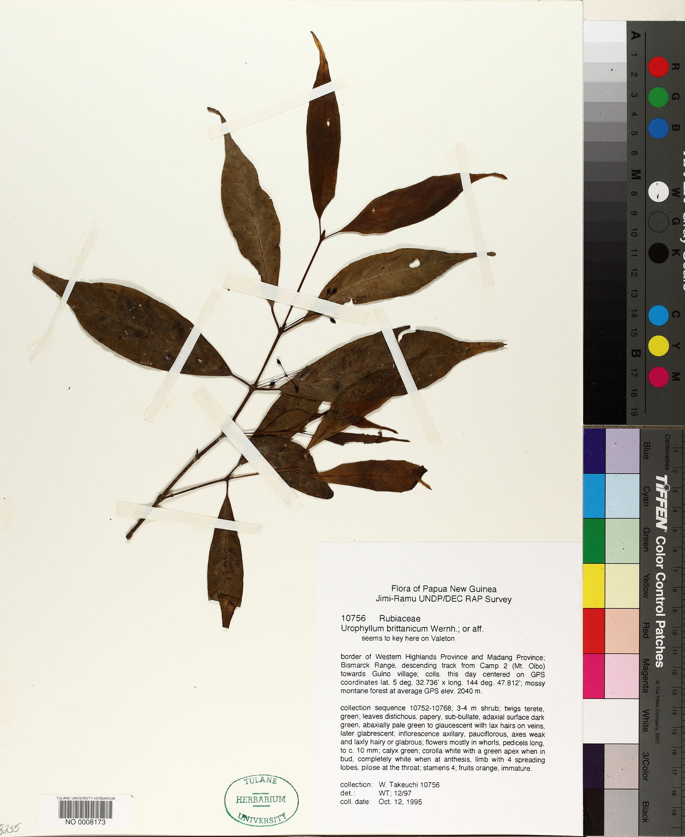 Urophyllum britannicum image