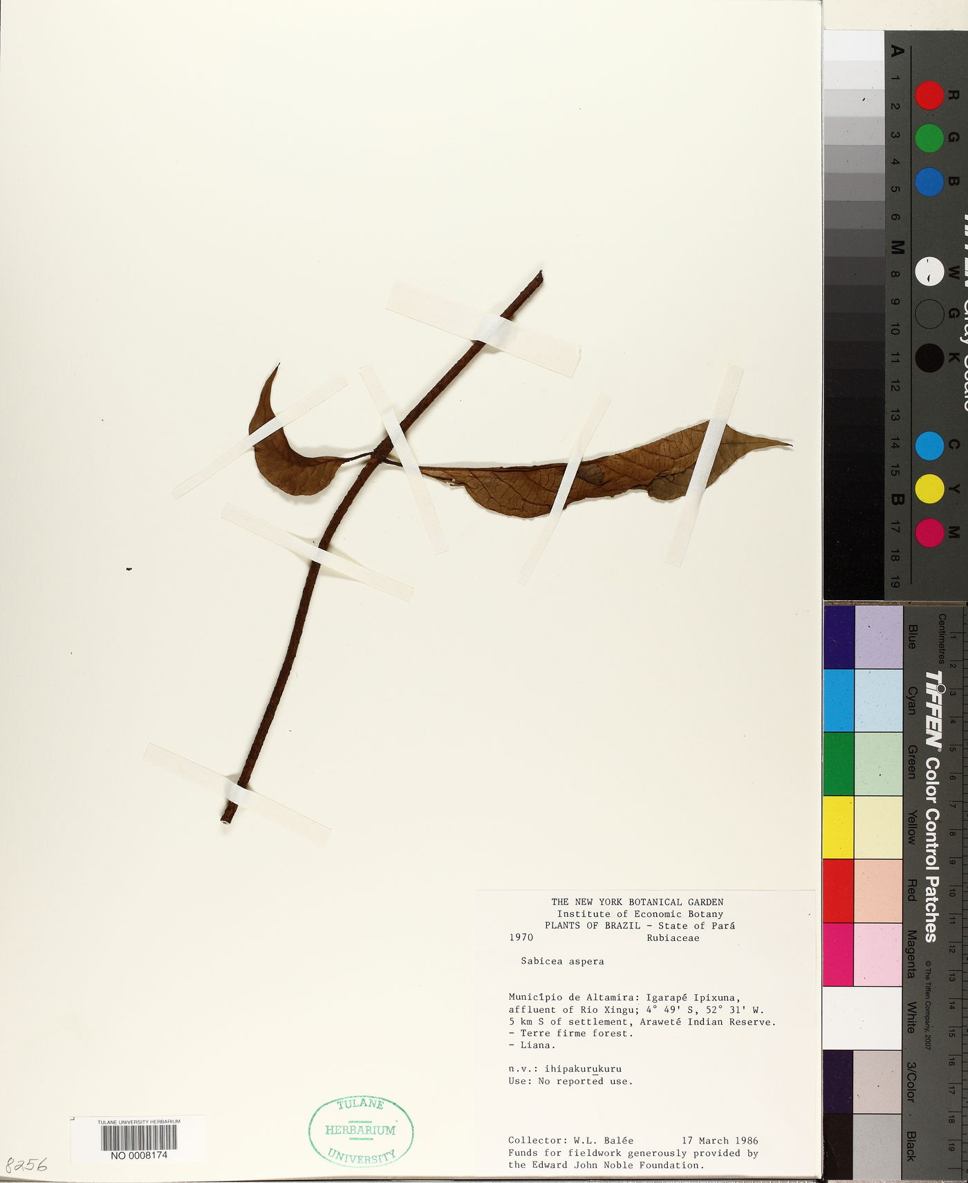 Sabicea aspera image