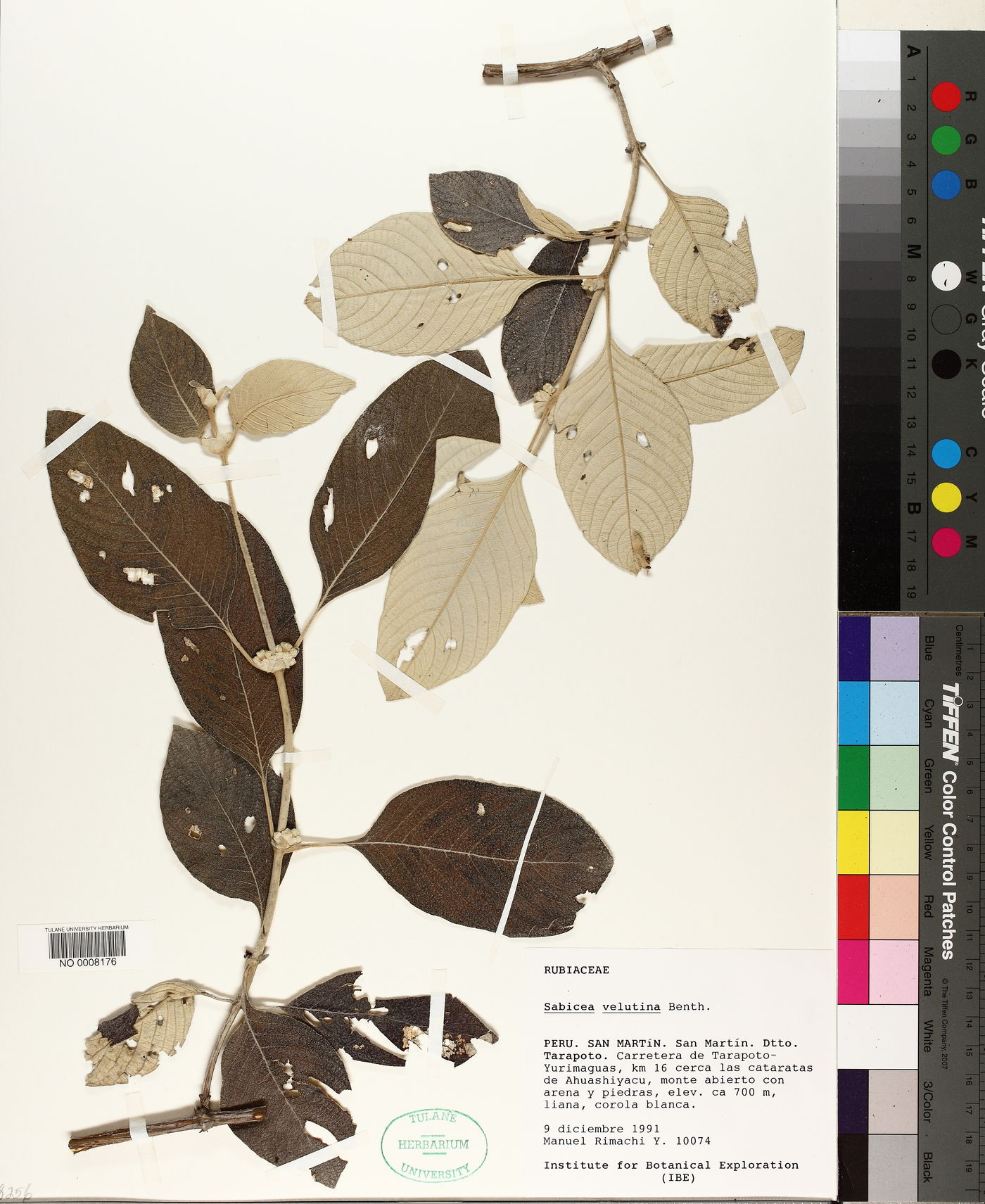 Sabicea velutina image