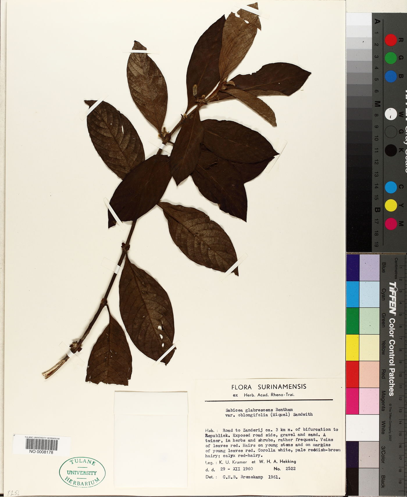 Sabicea glabrescens var. oblongifolia image