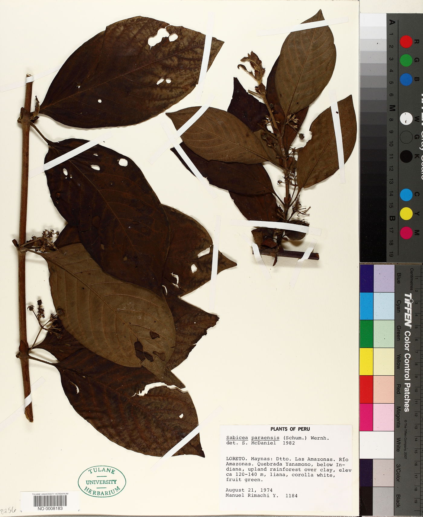 Sabicea panamensis image