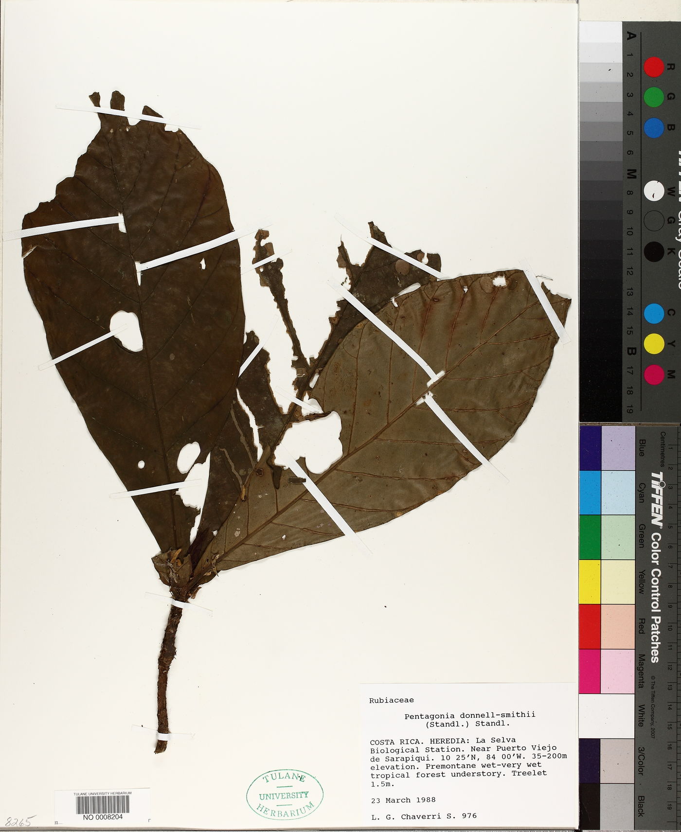 Pentagonia donnell-smithii image