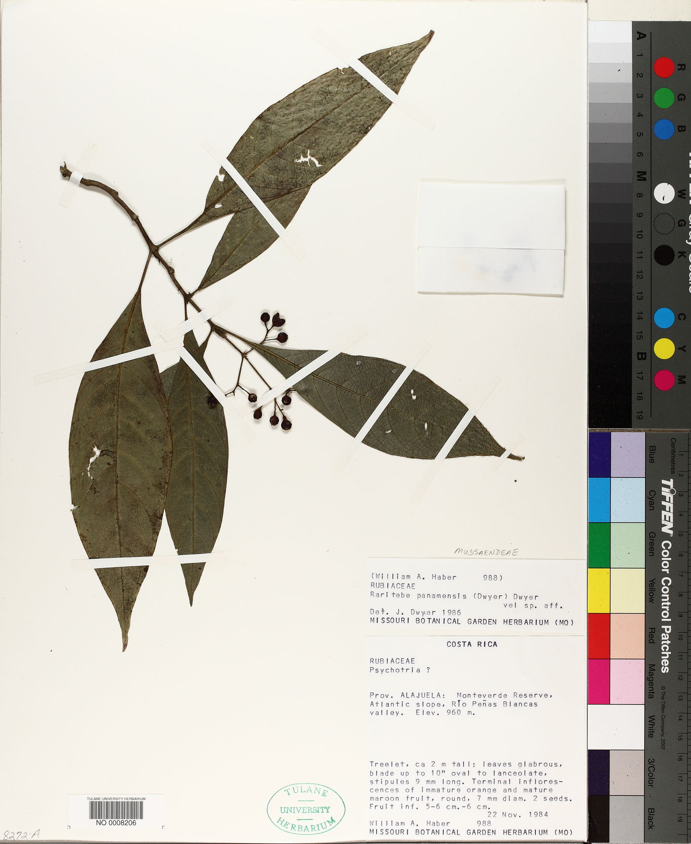 Raritebe palicoureoides subsp. dwyerianum image