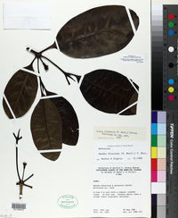 Atractocarpus fitzalanii image