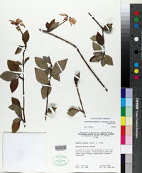 Rosenbergiodendron formosum image