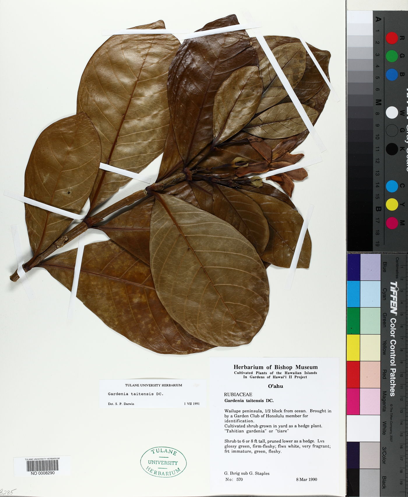 Gardenia taitensis image