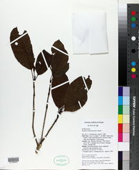 Image of Gardenia hutchinsoniana