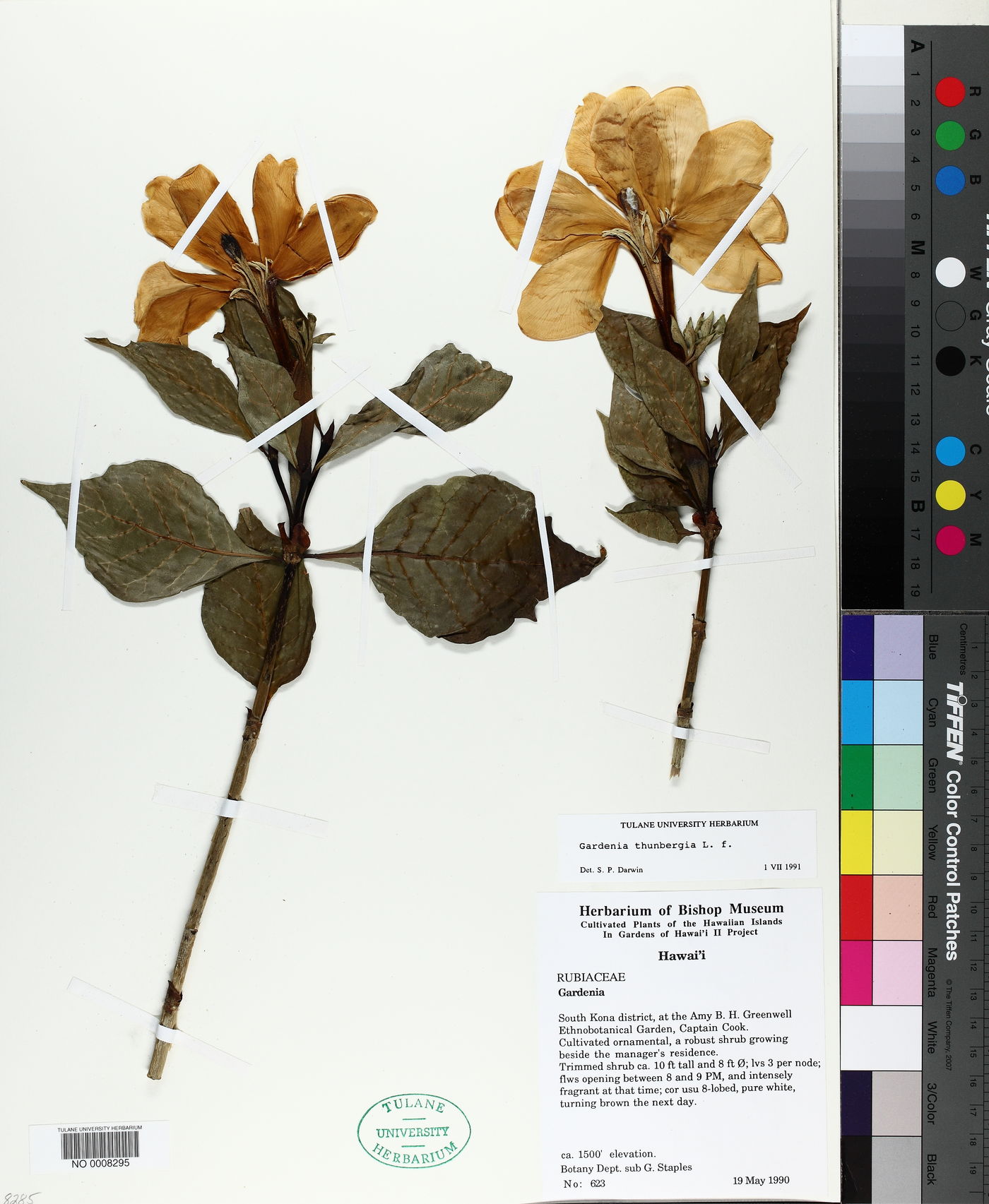 Gardenia thunbergia image