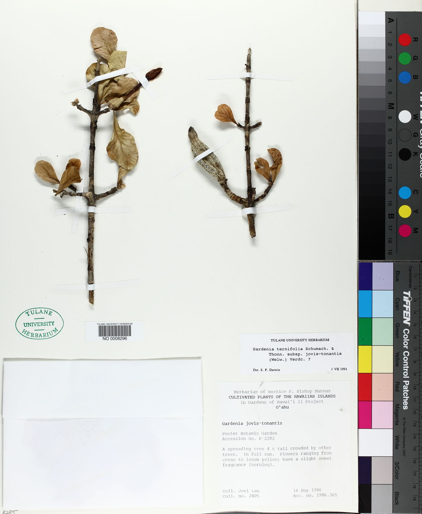 Gardenia ternifolia subsp. jovis-tonantis image
