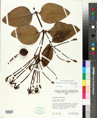 Posoqueria latifolia image