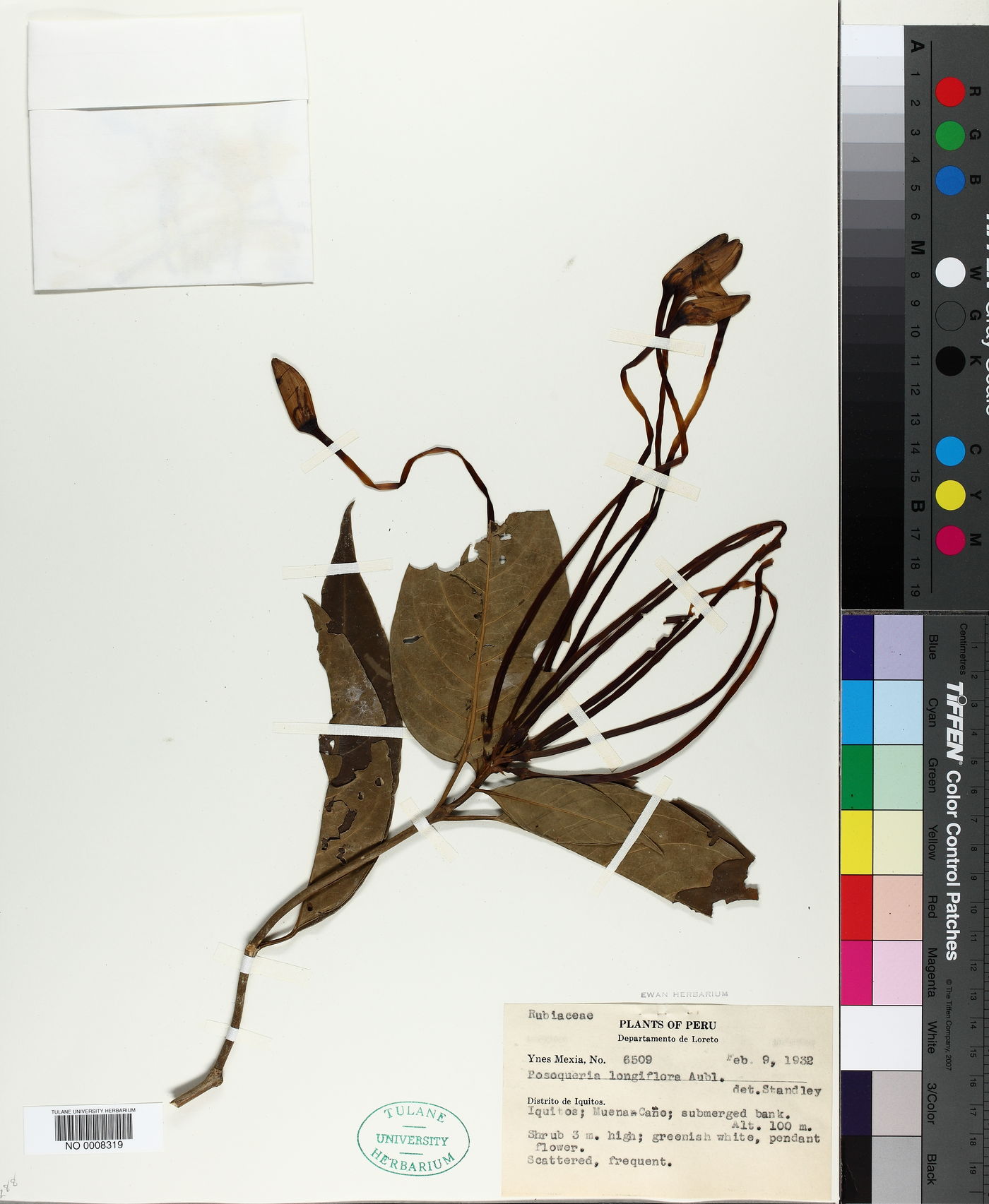 Posoqueria longiflora image