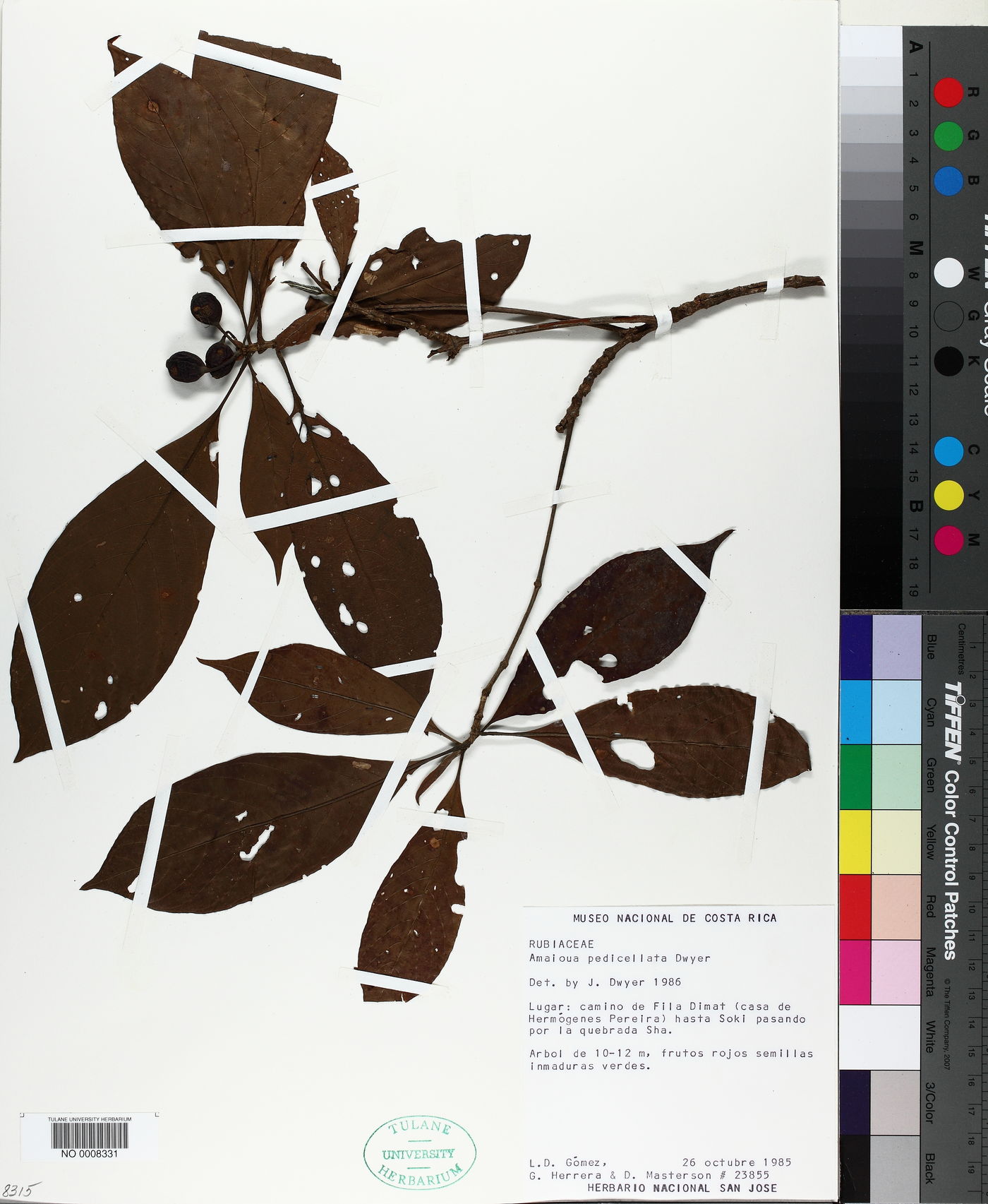 Amaioua pedicellata image