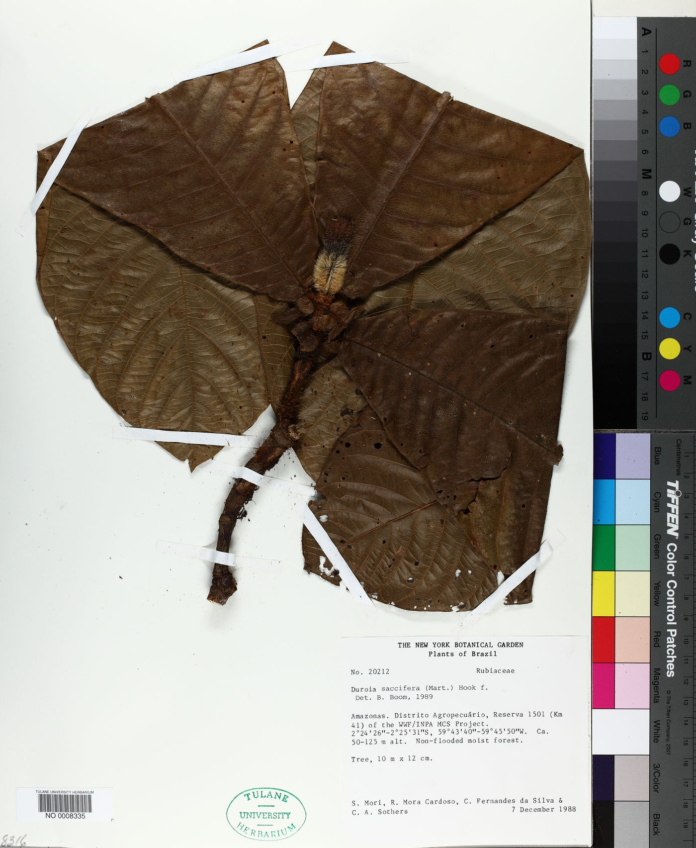 Duroia saccifera image