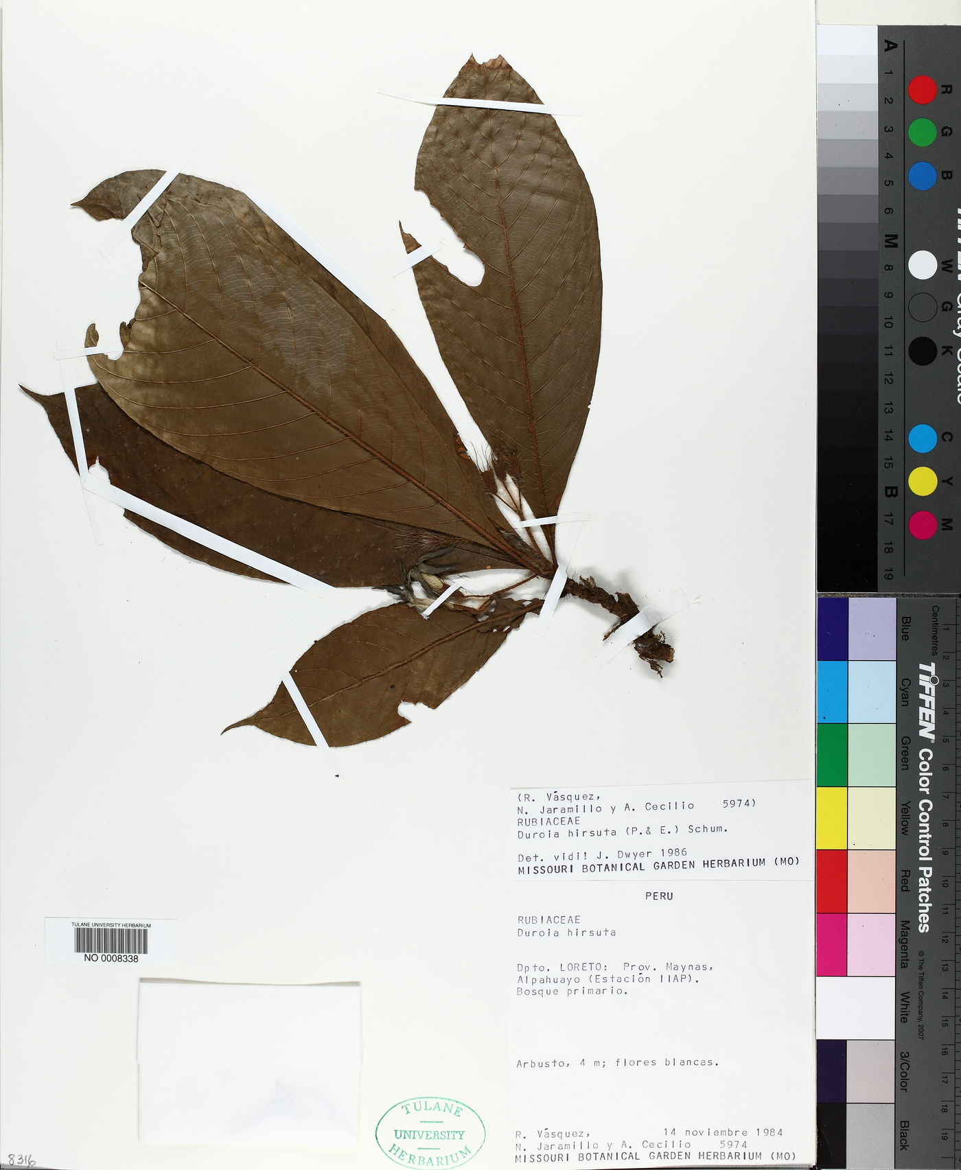Duroia image